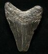Juvenile Megalodon Tooth - South Carolina #8712-1